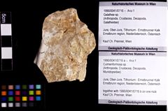 Foto (Objket + Etiketten) von Decapoda indet. 